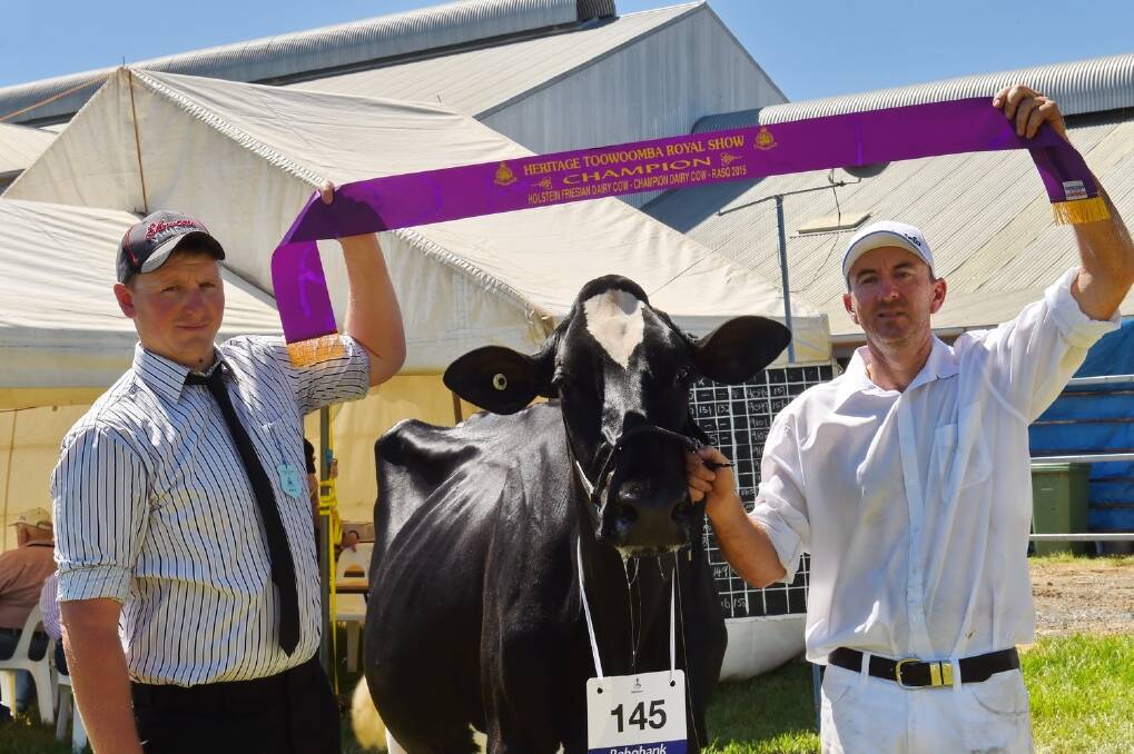 Ringside: Toowoomba Show dairy judging