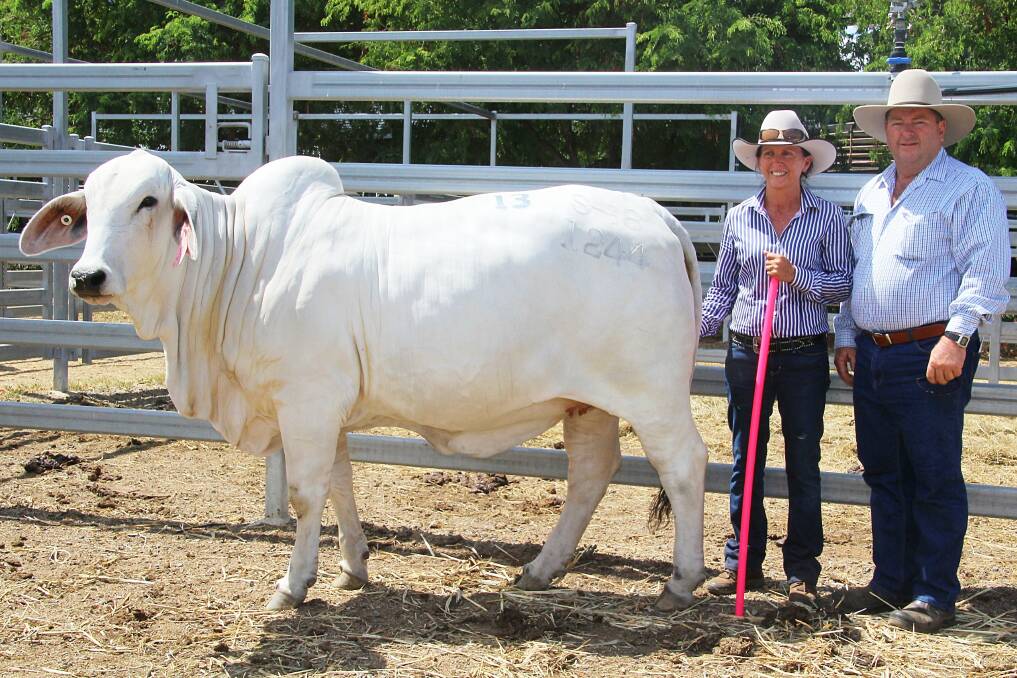 A 19-month-old Clukan heifer topped the Rocky All Stars Elite Brahman female sale for $12,000. Clukan stud principal, Theresa Taylor is pictured with buyes, Zane Male, Somerset Park Brahmans, Calen, who purchased the heifer in partnership with his son, Tom Male, Energy Brahmans, Gargett.