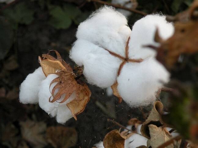 Top pick: Sullivan's best cotton crop ever