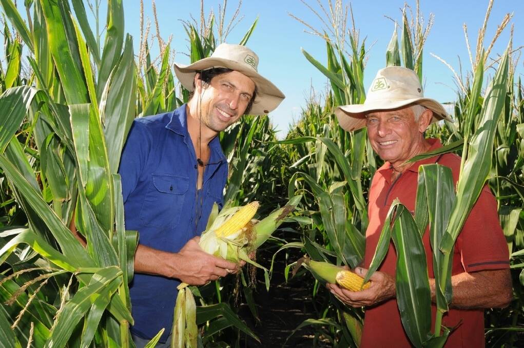 Lance and Arnold Peters, Springfields, Norwin, with their dryland corn crop. <i>-Picture: SARAH COULTON.</i>