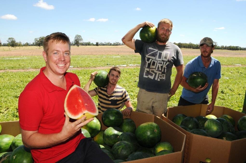 Chinchilla watermelon grower Terry O'Leary, Omagh, Chinchilla, states Queensland produce is amongst the World's best and is taste-testing his with Wales backpackers Tomas Sambrook and Trevor Keightley, and Rowan Hammermeister, Chinchilla. - <i>Picture: SARAH COULTON.</i>