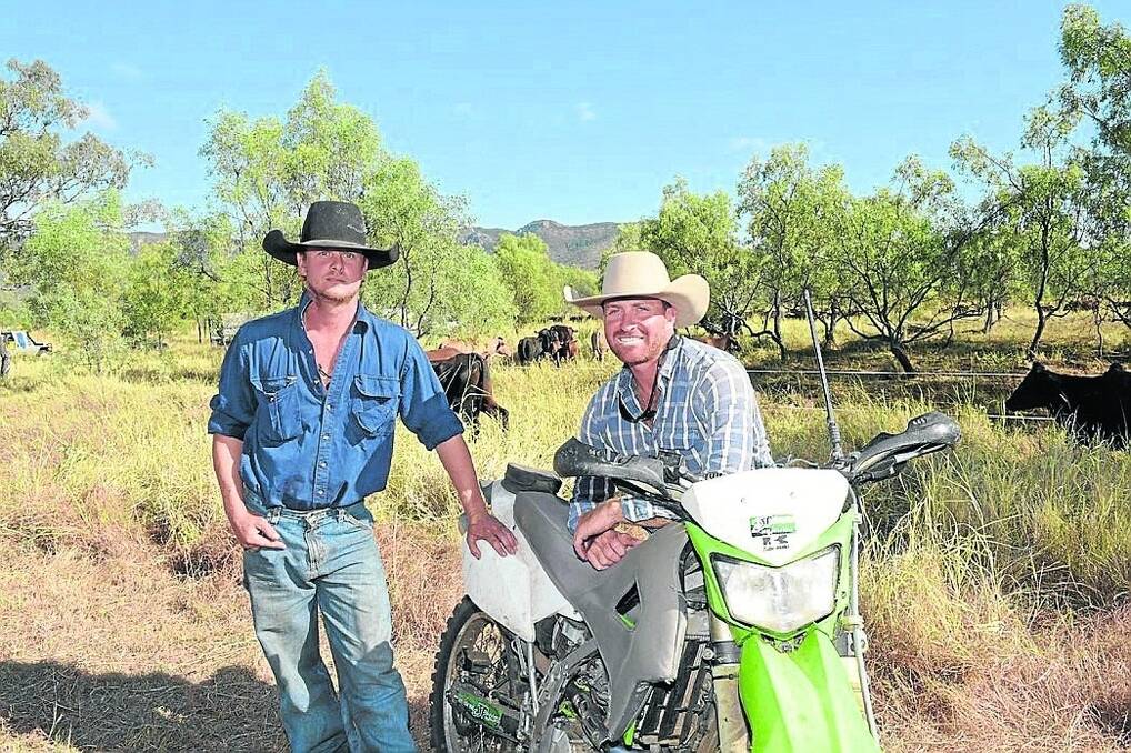 Peter Bear and Joel McCallum are taking 1600 head of cattle from Springsure to Rolleston. - <i>Picture: ROD GREEN.</i>