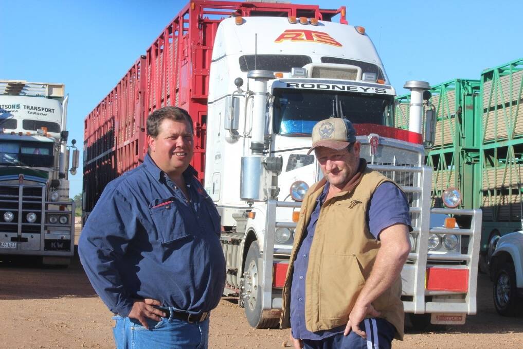 Lee Collett and Frank Benson, Rodney's Transport, Toowoomba, at the Roma Saleyards on Tuesday.