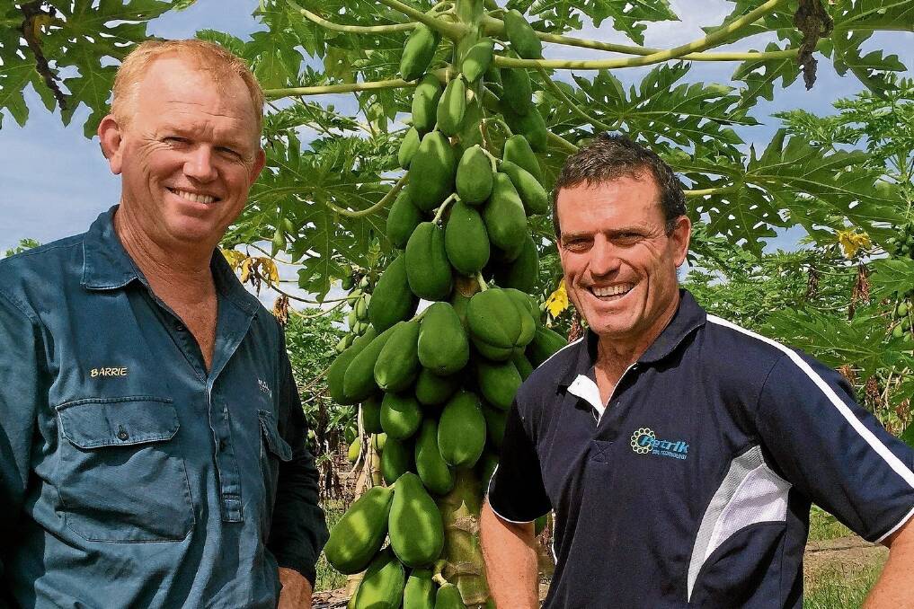 Reblo red-flesh papaya grower Barrie MacKay with Total Grower Services director of agronomy Shane Fitzgerald on the Tully property, inspecting the progress of the farm’s integrated crop management, which has been effective against fruit-spotting bug. 