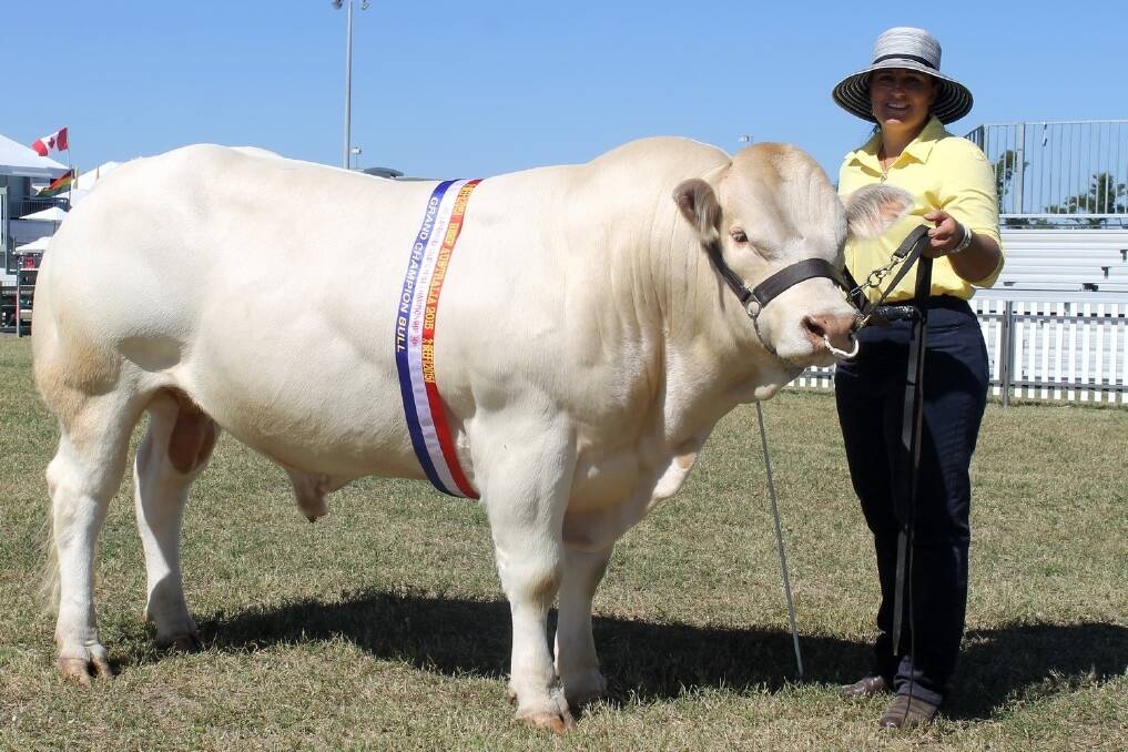 Blonde d'Aquitaine grand champion bull, Willroy J681, proudly being held by owner Kim Werth, Oakey.