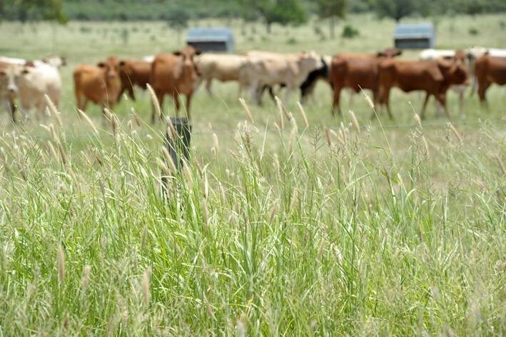Grassfed beef gains US foothold