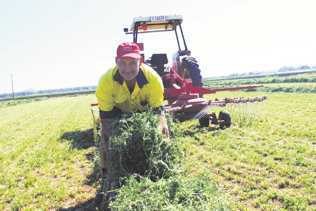 Shayne Reck is pictured in a stand of Seed Distributors’ L56 variety lucerne which was planted in 2014. – <i>Pic­­ture: MARK PHELPS.</i>