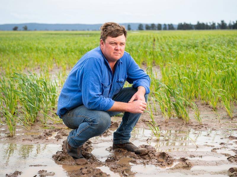 Grain grower Tom Green in his rain-damaged wheat crop southwest of Forbes in NSW. (Stuart Walmsley/AAP PHOTOS)