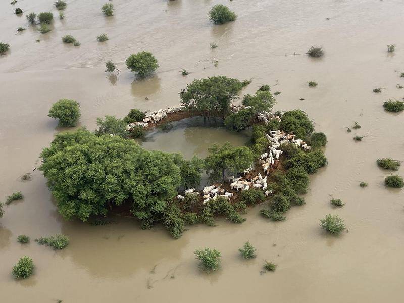 Queensland flood damage goes much further than structural, with more than 50,000 cattle lost. (PR HANDOUT IMAGE PHOTO)