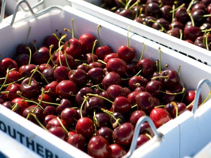 Australia's 200 or so cherry farmers produce about 20,000 tonnes of the stone fruit annually.