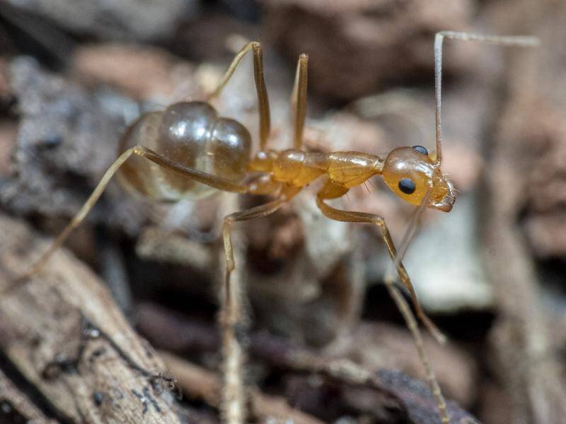 Yellow crazy ants are among the world's top 100 invasive species and can have super colonies. (PR HANDOUT IMAGE PHOTO)