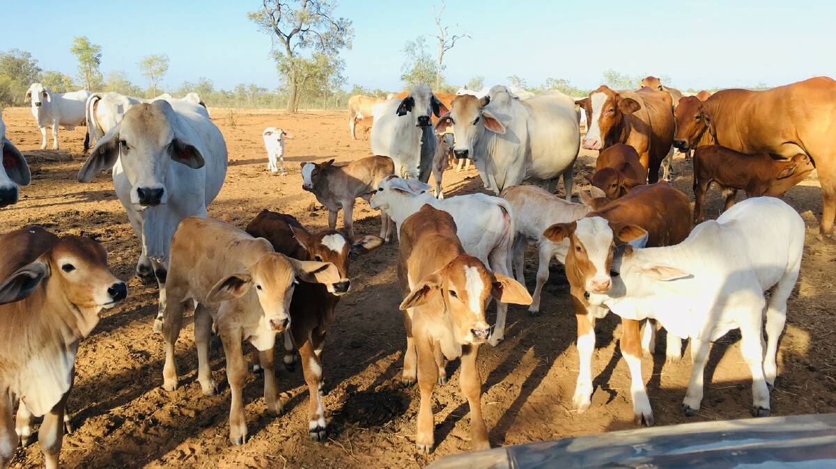BEST OF BOTH WORLDS: The Simbrah calves have the length of ear and loose skin of the Brahman, but they have the doing ability of the Simmental.