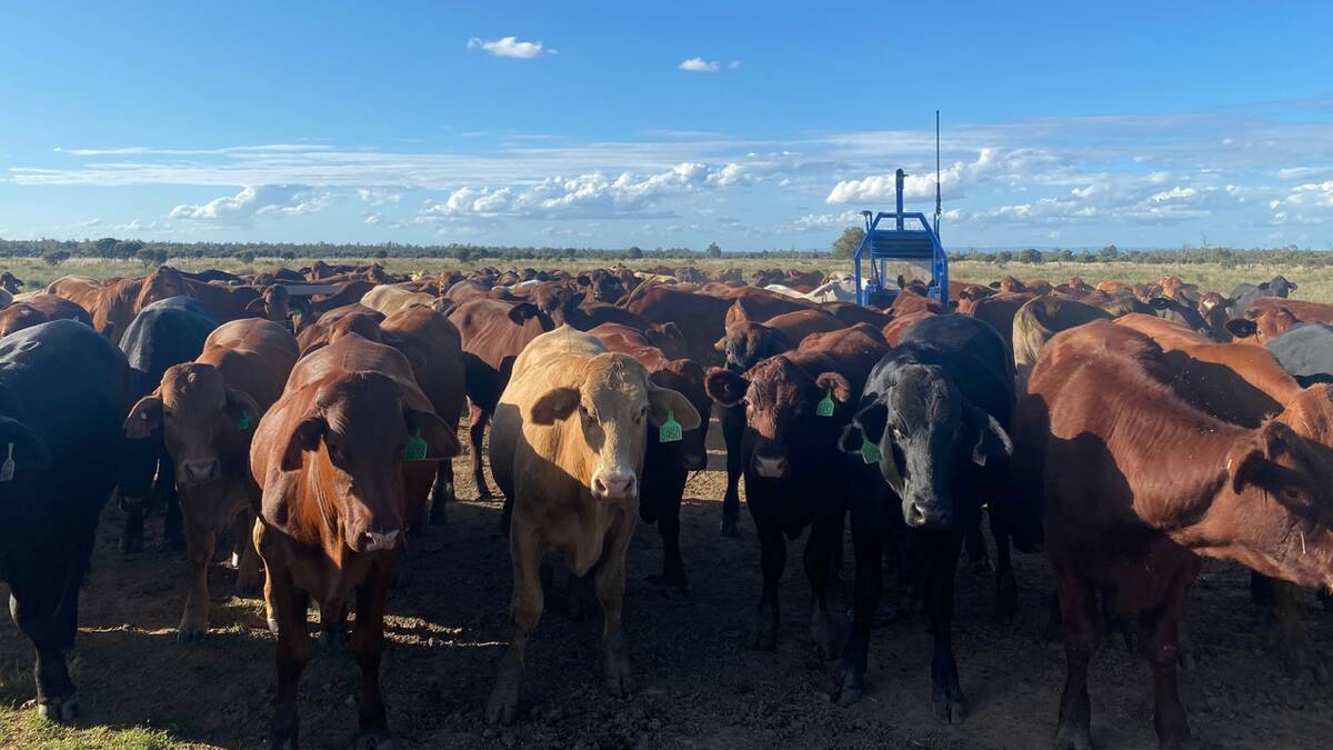 Lowesby cattle at Rolleston surrounding an Optiweigh unit in the paddock, which helps to identify when the cattle are ready to market.
