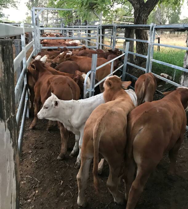 GROWTH: The Smoothys' Simmental-cross calves at branding. 