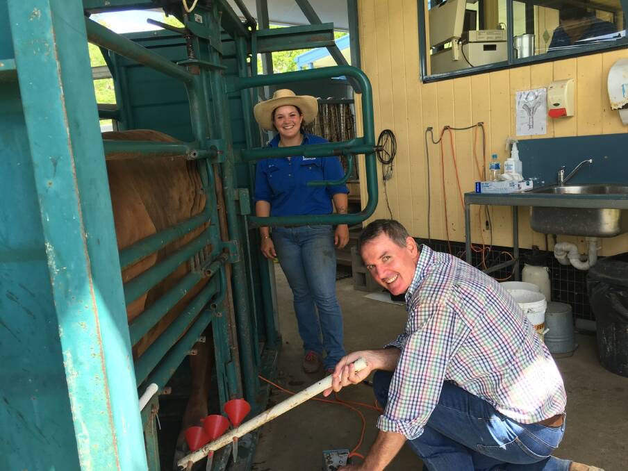DOING THE JOB RIGHT: Paul Kenny, Paul Kenny Cattle Breeding Services, Caloundra, semen testing bulls at Rockhampton with Ell Fordyce.