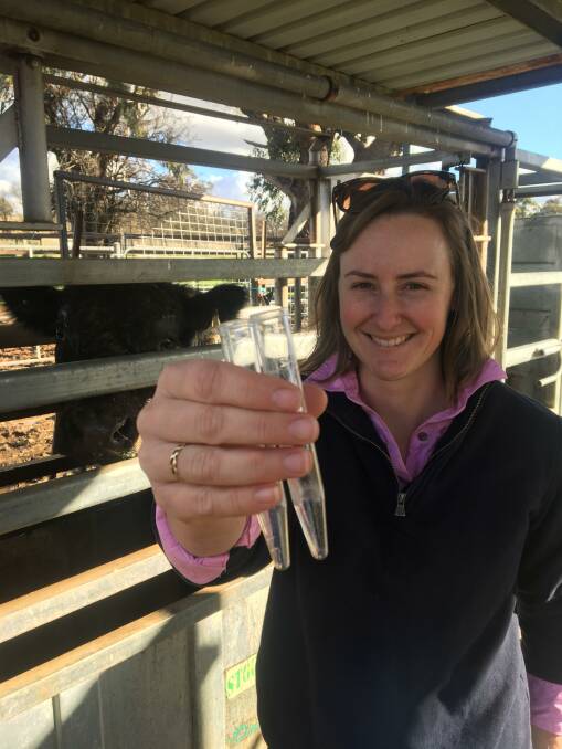 IMPORTANT JOB: Kristen Fredericksen, KB Livestock Services, Orange, says interest from commercial producers about semen testing bulls is on the rise in the Central West of NSW.