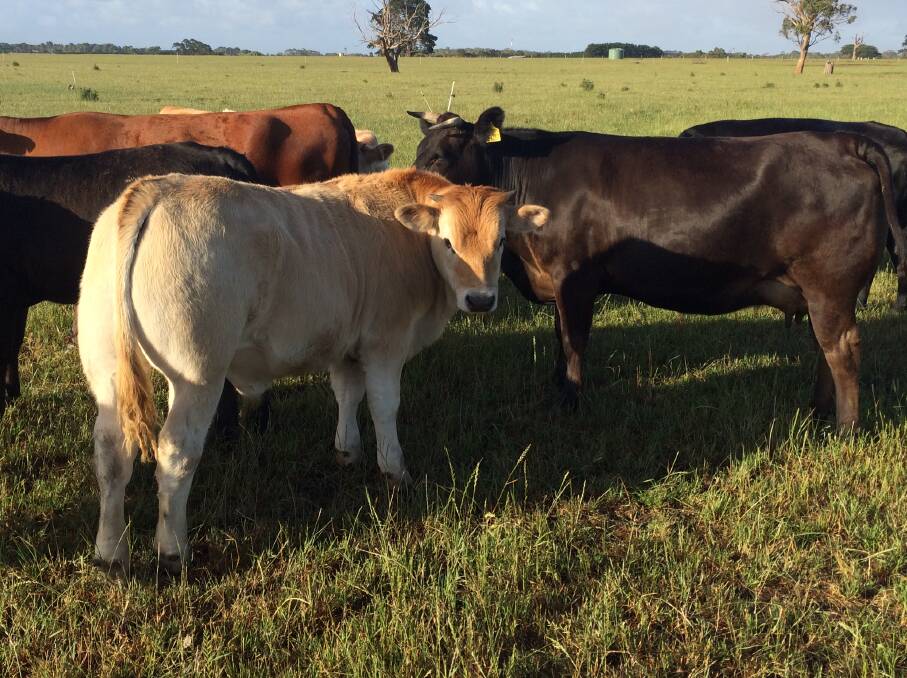 THRIVING: Romagnolas help boost production, growth and muscle when crossed with other breeds, whether it is with Bos indicus cattle or British breeds.