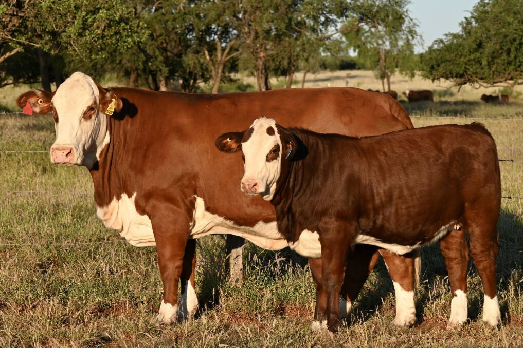 Winvic 449, a tropical-skinned Hereford-Braford-cross cow with calf by US Poll Hereford sire, Churchill Red Baron 8300F. Sired by an Australian Hereford bull, she has nine IVF calves dropping in spring to two US Poll Hereford sires. Picture supplied.