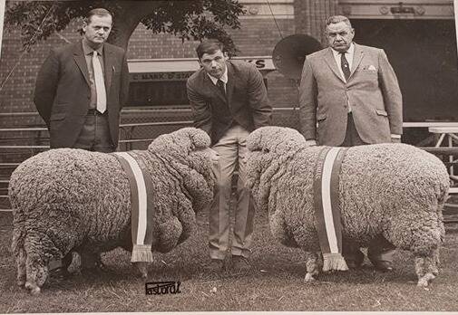 WINNERS: Peter Harvey, Murray Murdoch and Ray Murdoch with grand champion medium wool Pauline and Zoe grand champion strong wool ewe Zoe at the Sydney sheep show in 1969.