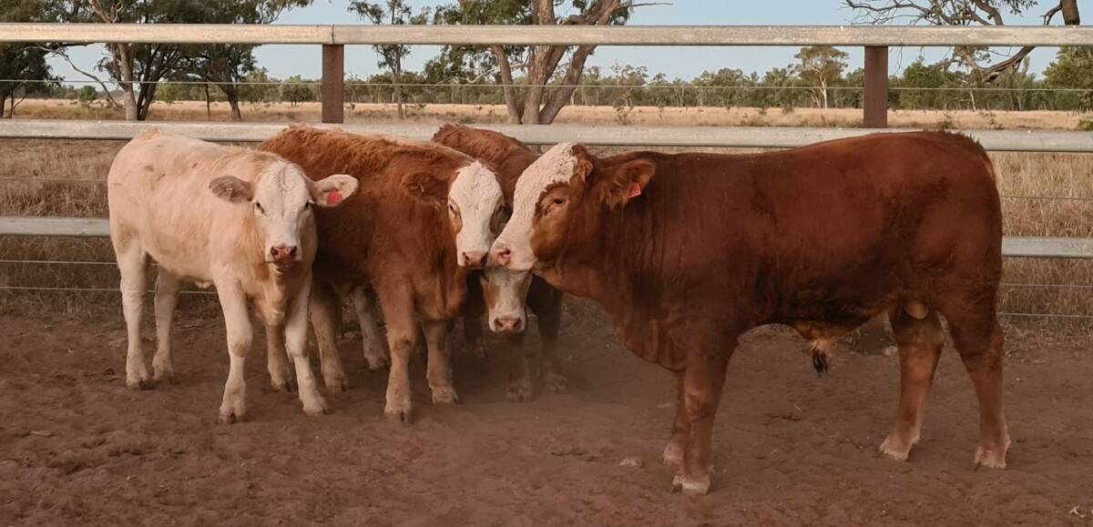 MORE BONE: The Appleton family aims their Simmental-cross cattle to the bullock market, finishing them when they reach a 320 to 350 kilogram weight range.