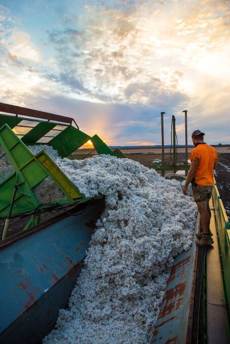 PERFECT PICK: Picking of Emerald's early cotton has finished for most growers, but later August cotton and early September is still being picked.