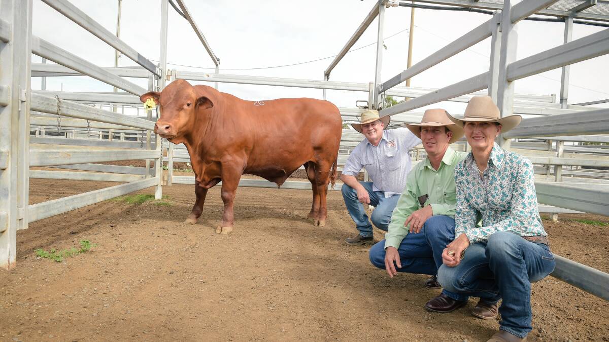 Top priced bull GLPL500511 Silverleigh Liberty with vendor Gary Porter, Silverleigh Senepols, and buyers Peter and Vicki Howard, Duckponds, Emerald, who paid $11,000 for the 24-month-old bull. 