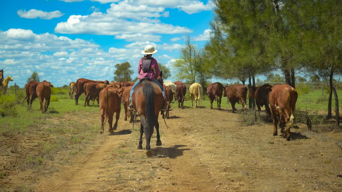Anna Cook walking the steers home. Photo - Kelly Butterworth. 