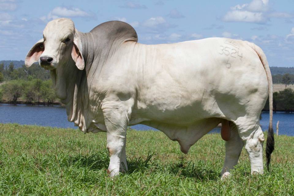 NCC Justified sold for $325,000 today at the NCC Brahman Sale. Picture: Kent Ward. 