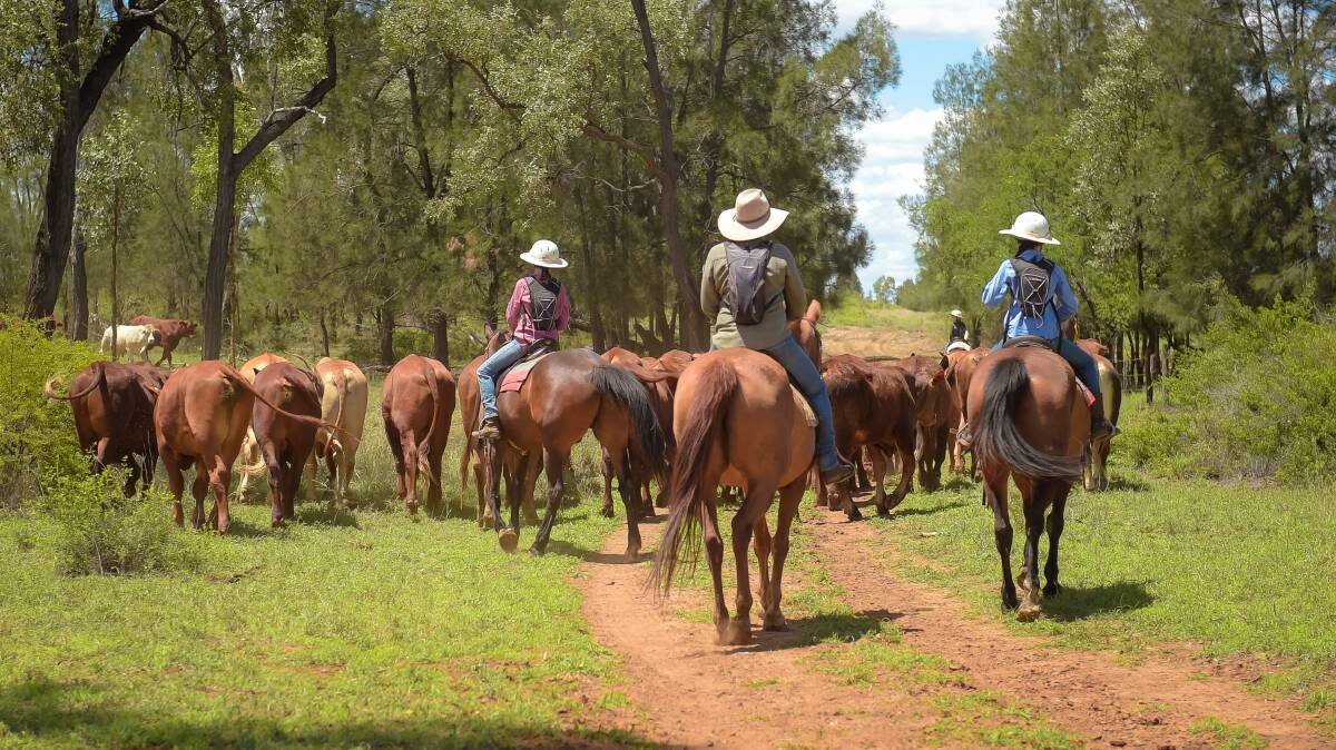 The Cook family mustering at Etonvale, Clermont. Photo - Kelly Butterworth. 
