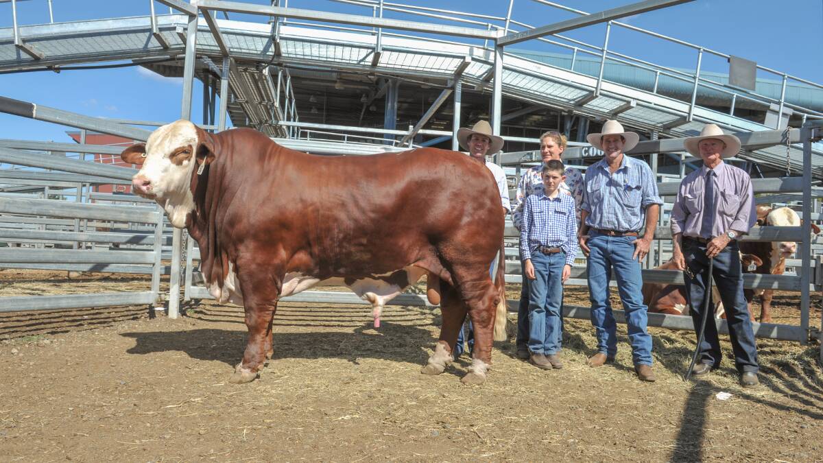 TOP PRICE: Top bull of the sale was Carinya Sweeney, who sold for $42,500 to Brian, Trinket, and Harry Anderson, Glenduan, Theodore (pictured), with vendors Todd Amor (behind bull), and John Amor (far right). 