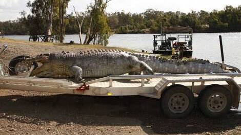 The crocodile which was shot. Photo - QPS. 