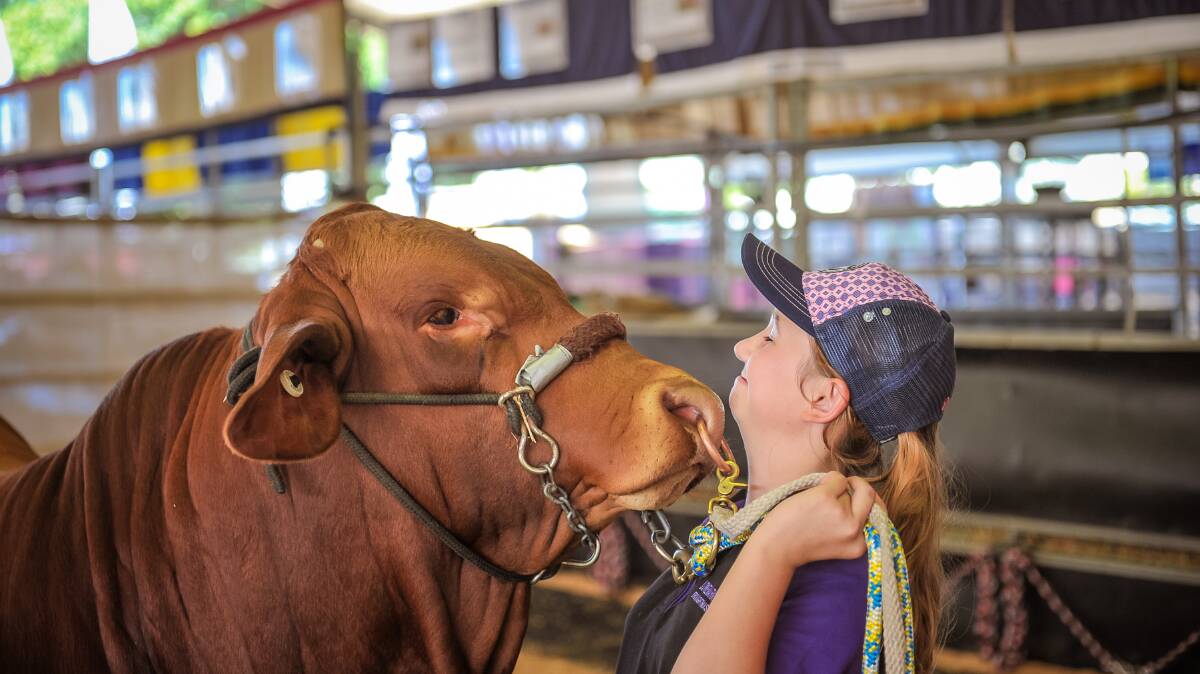 Chloe Davey shares a quiet moment with her Droughtmaster bull, Lonemark CD Empire.