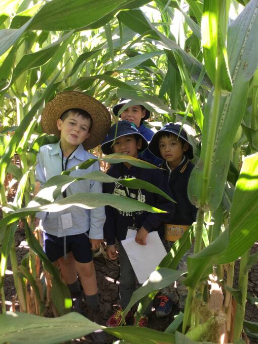 Students get amongst the corn.