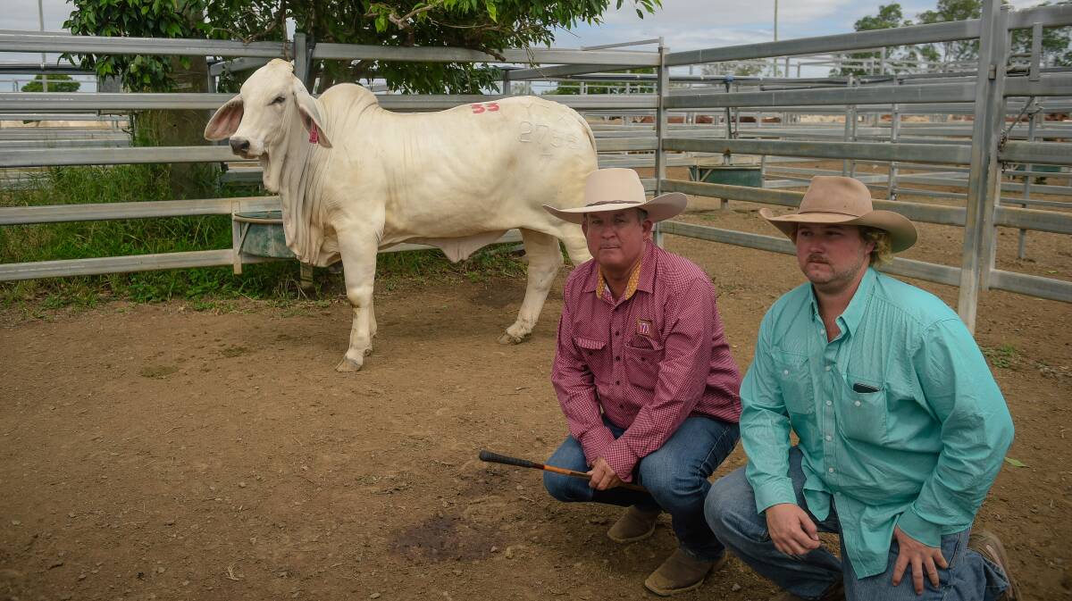 Scott Angel and Dillon Scott kneel before top priced grey heifer Glengarry Jerra 2755 (H). Photo - Kelly Butterworth. 