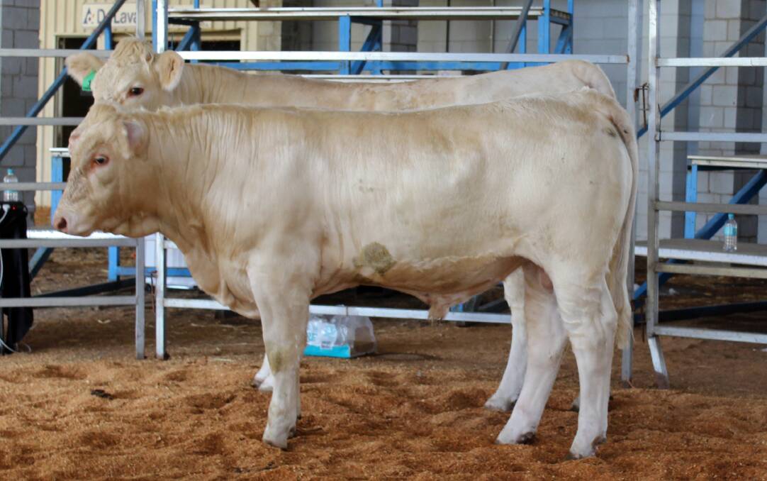 Sale topper: Valley View Rebby with a bull calf at foot sold for a top price of $10,250 to Roderick Binny, NSW. 
