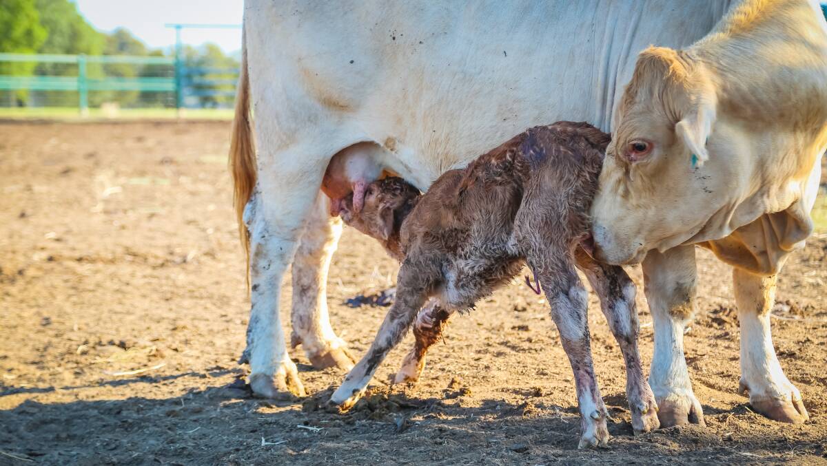 Some newborn calves in northern Queensland are dying of dehydration. Photo - Kelly Butterworth. 