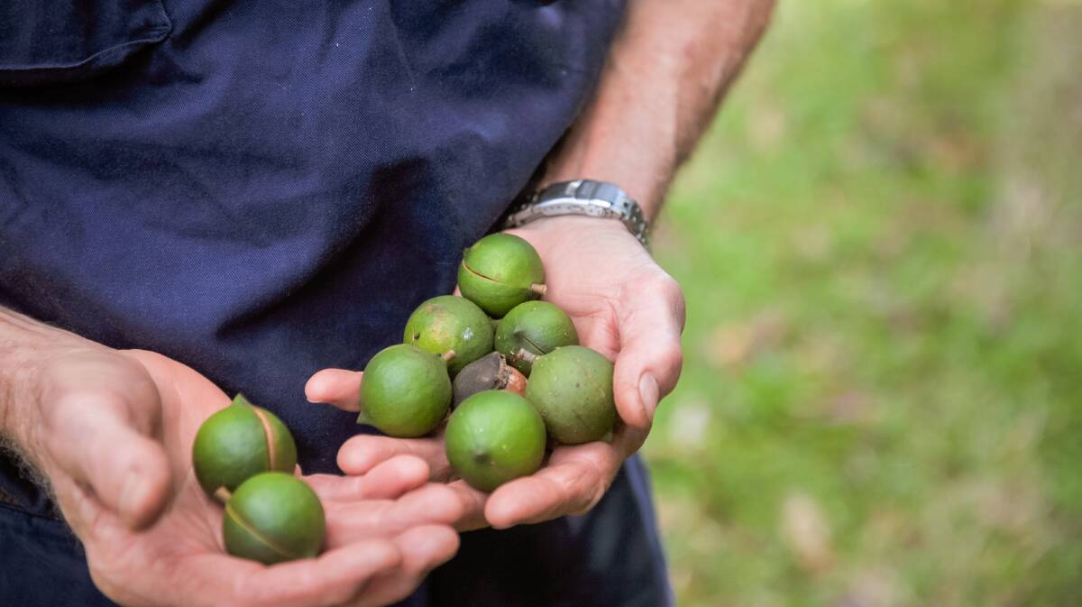 Macadamias fresh off the tree. 