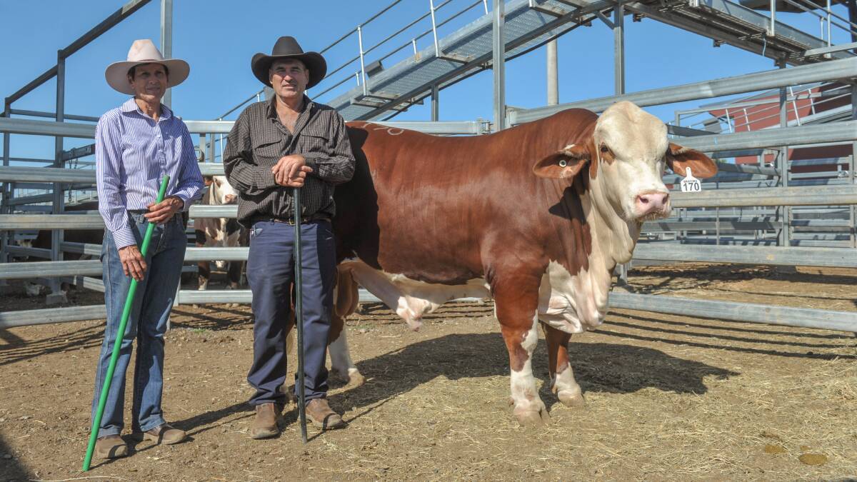 Equal second top priced bull Carinya Theo with vendor Jackie Amor, and purchaser Jack Meek, Cargara, Augathella. Theo sold for $26,000. 