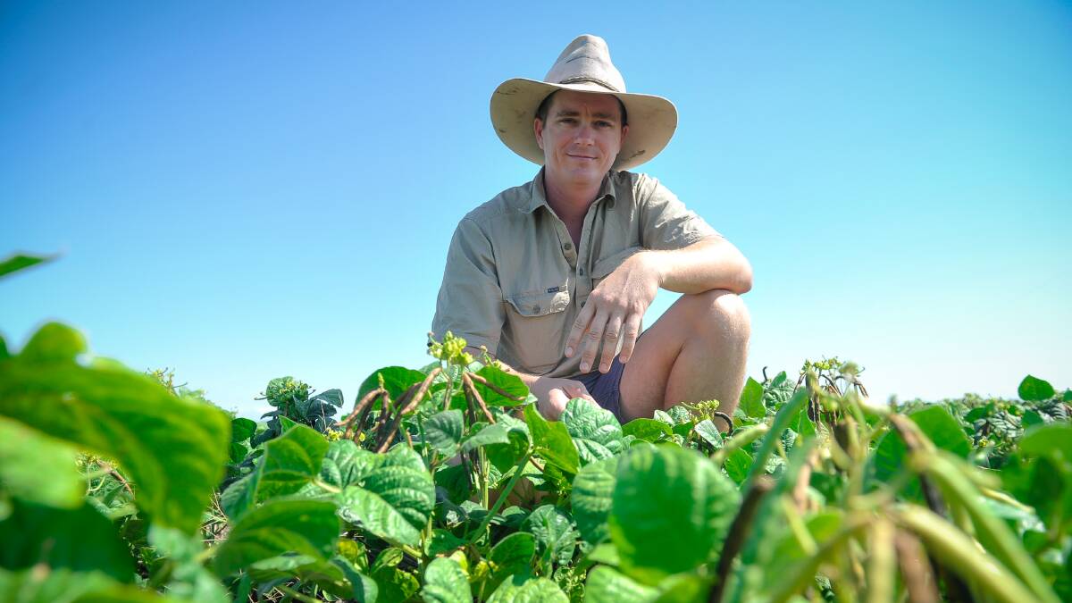 Chris Conway, Wongalee, Theodore, in his December-planted mungbeans. 
