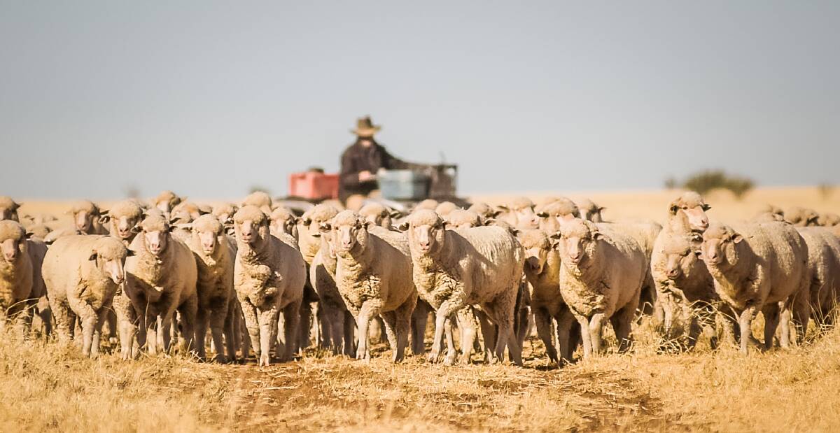 Jim O'Connell mustering ewes at Camara Station, Winton. Photos: Kelly Butterworth 