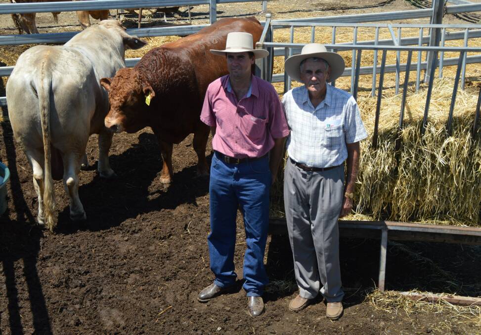 Four breeds: David Jeppesen and his father Ken, Taranga, Mackay, purchased four different breeds of bulls at the February All Breeds sale to delve deeper into crossbreeding.