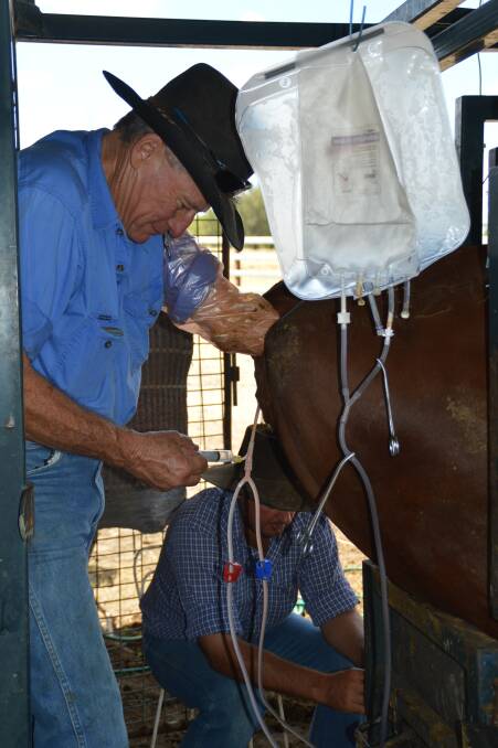 At work: Donor cows receive an epidural to enable bovine reproduction specialist Ced Wise, Stanthorpe, to flush embryos effectively, with Ben Adams, Taroom, assisting. 
