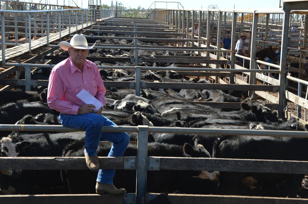 Elders Blackall livestock agent Daven Vohland said his Jericho clients were rewarded for large numbers of quality cattle despite the market slip.