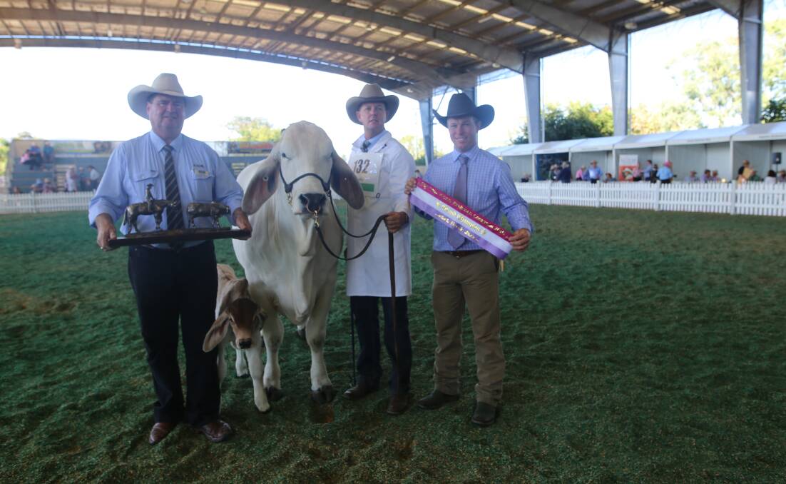 Wipe out: Grand champion female at the World Brahman Congress was NCC Lady Ella 2936 exhibited and held by Brett Nobbs, NCC Brahmans, Duaringa, while Peter Brazier, GDL Stud Stock, Dalby, presents the trophy and judge Glen Waldron, Elite Cattle Co, Meandarra, presents the sash.