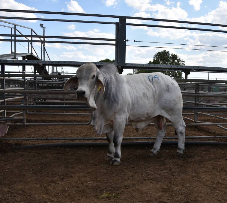 Bill and Kay Geddes, Doonside Stud, Rockhampton, presented Doonside 2536 (PP), which sold for $30,000, the highest price achieved for a grey, purchased by Troy Smith, Greengrass Developments, Charters Towers.