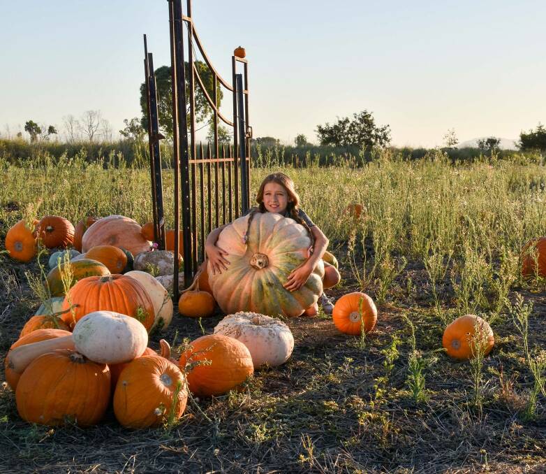 Bowen's Persia Kirk with some giant Halloween pumpkins at Stackelroth Farm, Delta. Photo: Dot Carter Photography.