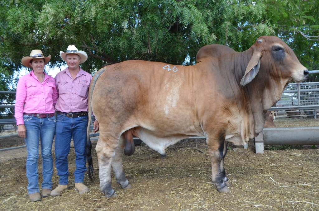 Rachael and Scott Rule, Cleethorpes Brahmans, Marlborough, with the $28,000 second top price red of the sale, Cleethorpes Flynn (PS), which was purchased by Peter Langtree, Tarzila. Photo: Matt Sherrington.