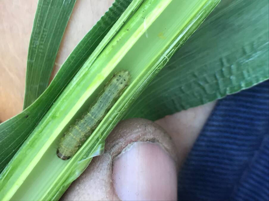 Fall armyworm in its larval stage.