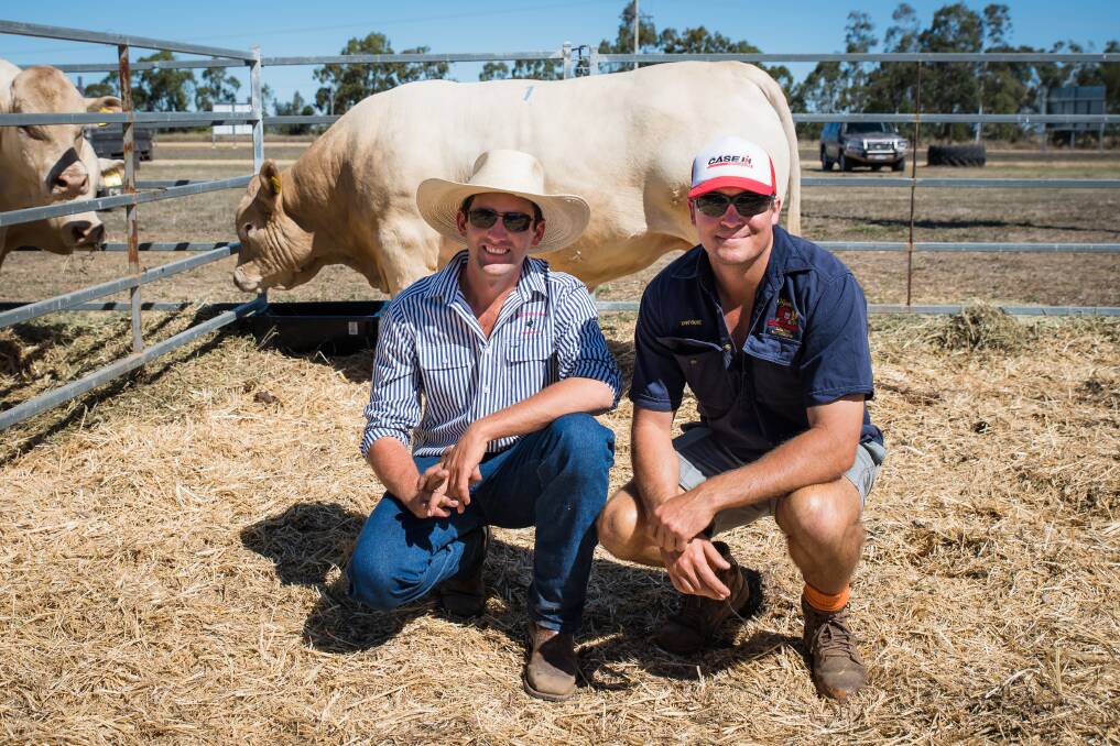 Ryan Holzwart and Dwyane Pukallus from Wyntoon, Springsure, who purchased the top price Charolais Bauhinia Park Patriot (P) (R/F) for $17,000. Photo: Bindi Taneal Photography.