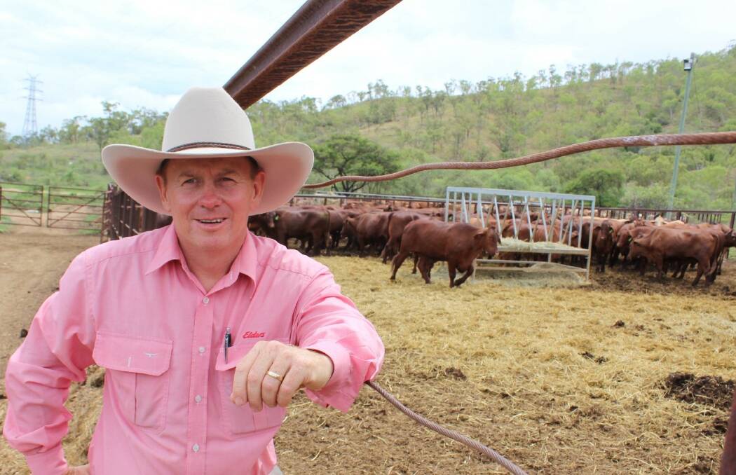 Elders live export Queensland manager Tom Kennedy with the China bound cattle at the Julago holding yards.